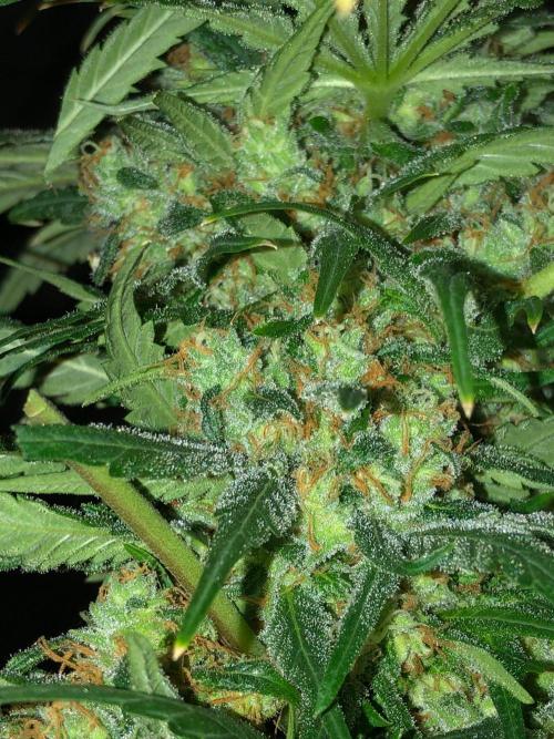 Colombian Jack Kannabia Indoor Spring 26. Week 18