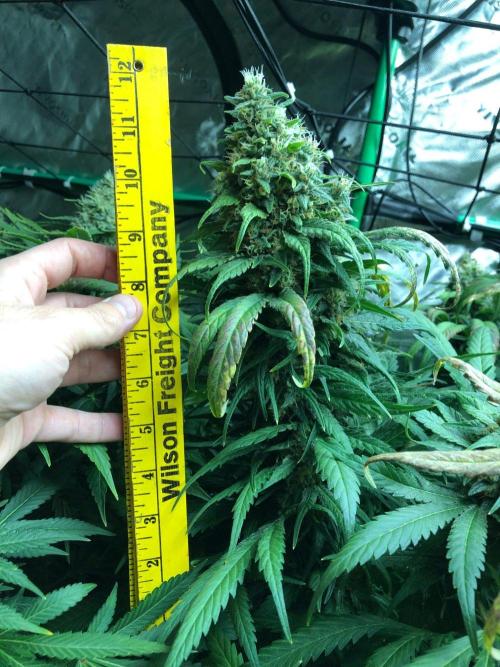 Colombian Jack Kannabia Indoor Spring 26. Week 18