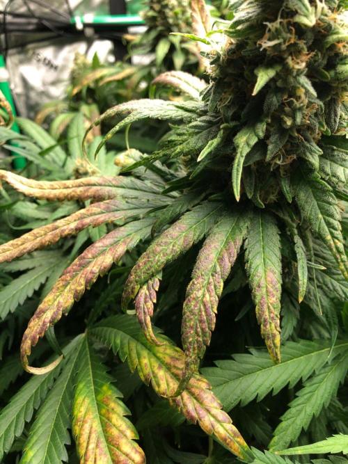 Colombian Jack Kannabia Indoor Spring 26. Week 18