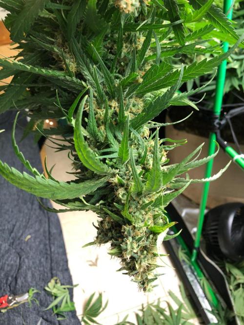 Colombian Jack Kannabia Indoor Spring 26. Week 18