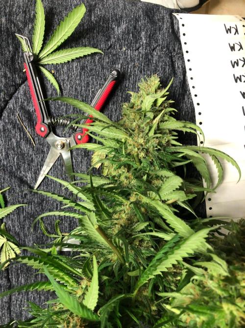 Colombian Jack Kannabia Indoor Spring 26. Week 18