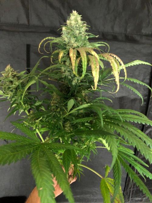 Colombian Jack Kannabia Indoor Spring 26. Week 18