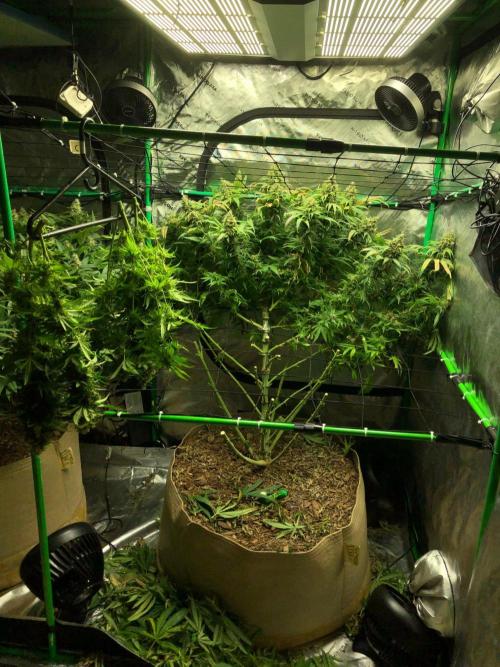 Colombian Jack Kannabia Indoor Spring 26. Week 18