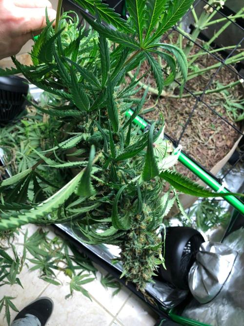 Colombian Jack Kannabia Indoor Spring 26. Week 18