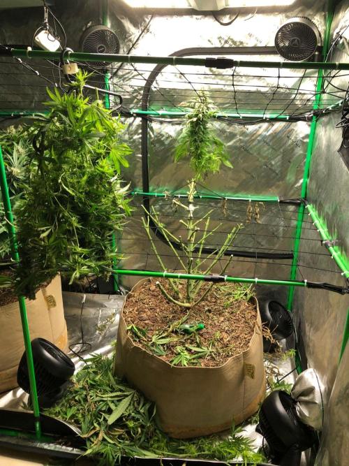 Colombian Jack Kannabia Indoor Spring 26. Week 18