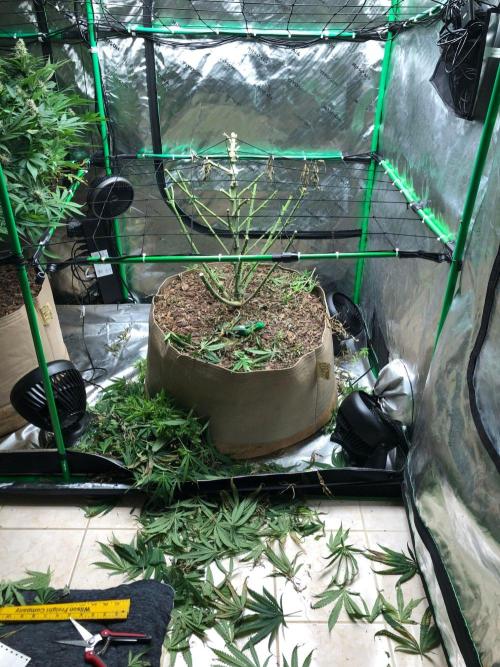 Colombian Jack Kannabia Indoor Spring 26. Week 18