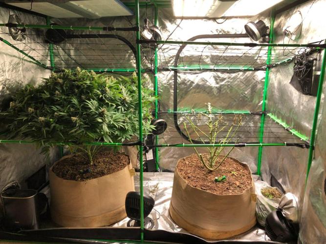 Colombian Jack Kannabia Indoor Spring 26. Week 18