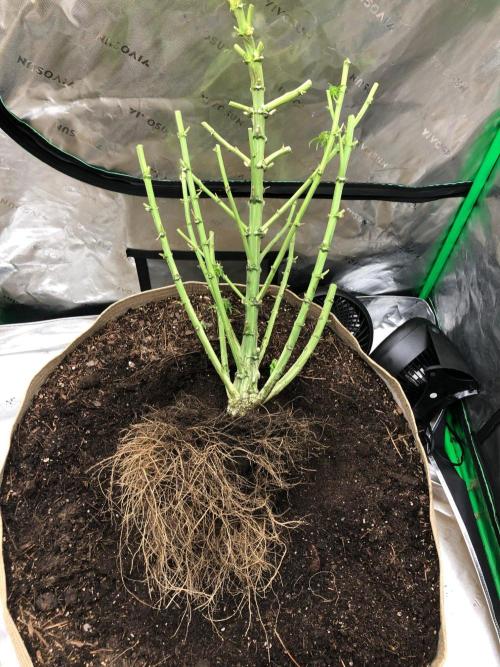 Colombian Jack. Week 18
