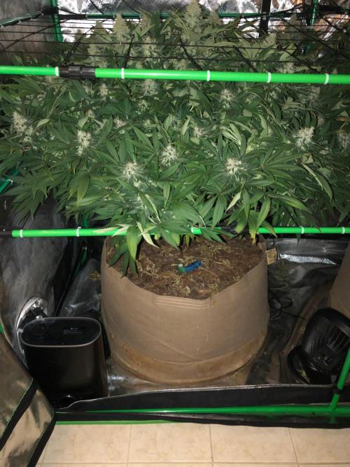 Karibbean Mango Indoor Spring 26. Week 17