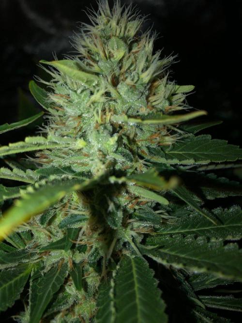 Karibbean Mango Indoor Spring 26. Week 17