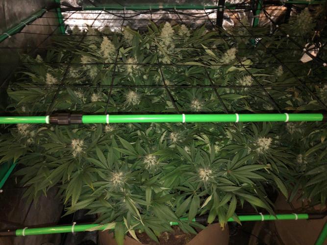 Karibbean Mango Indoor Spring 26. Week 17