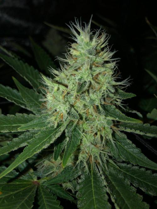 Karibbean Mango Indoor Spring 26. Week 17
