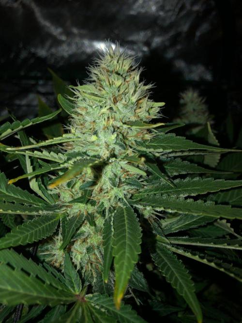Karibbean Mango Indoor Spring 26. Week 17
