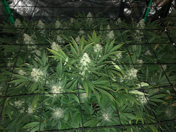 Karibbean Mango Indoor Spring 26. Week 17
