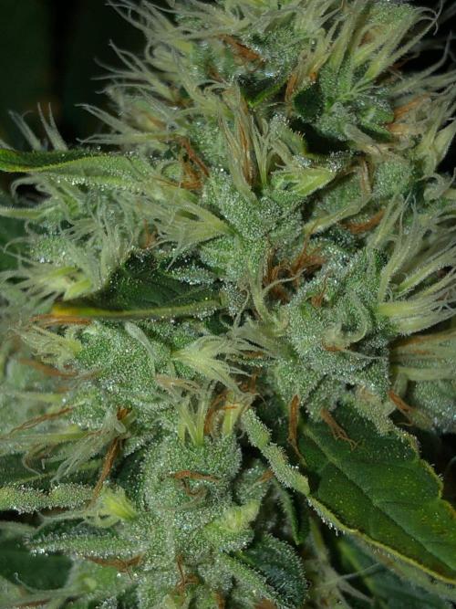 Karibbean Mango Indoor Spring 26. Week 17