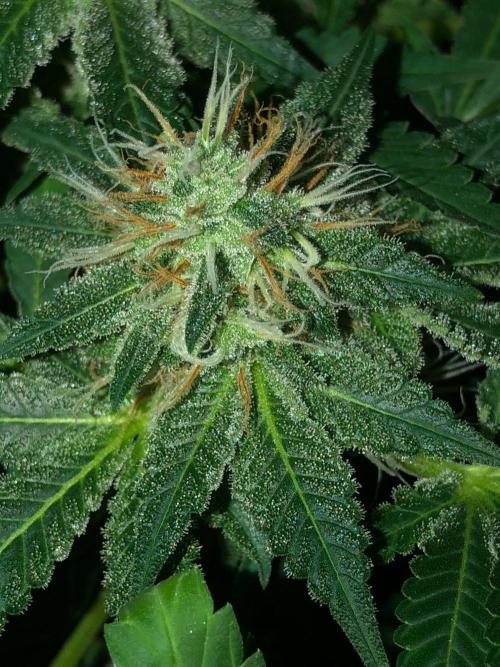 Karibbean Mango Indoor Spring 26. Week 17
