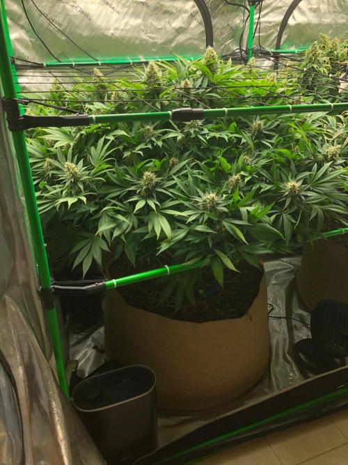 Karibbean Mango Indoor Spring 26. Week 17