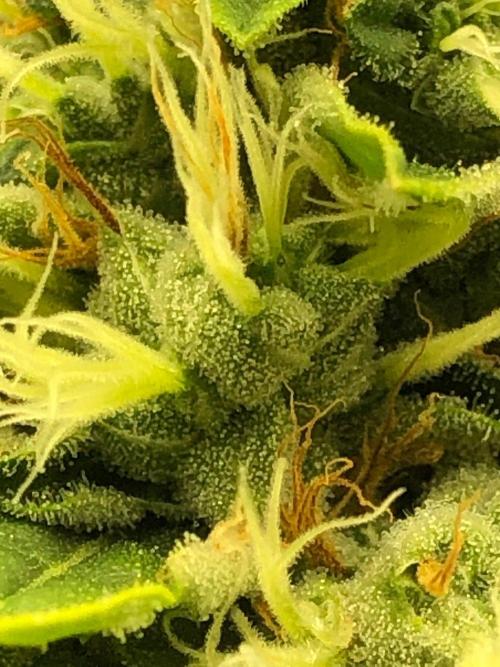 Karibbean Mango Indoor Spring 26. Week 17