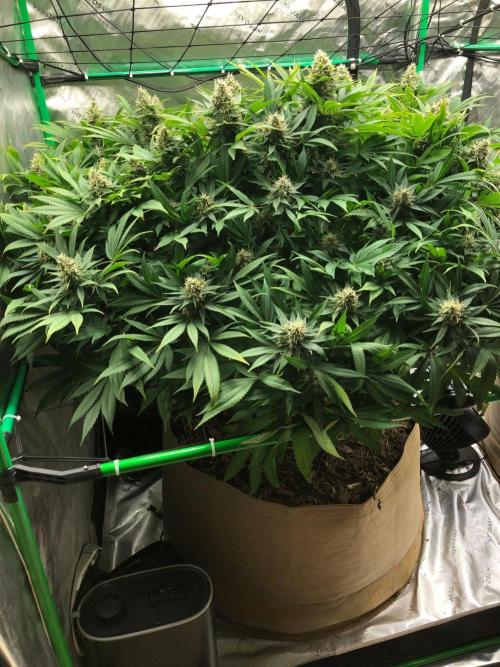 Karibbean Mango Indoor Spring 26. Week 17