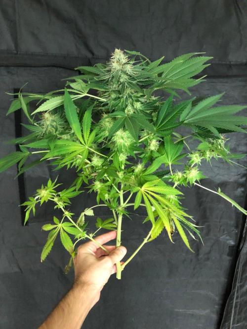 Karibbean Mango Indoor Spring 26. Week 17