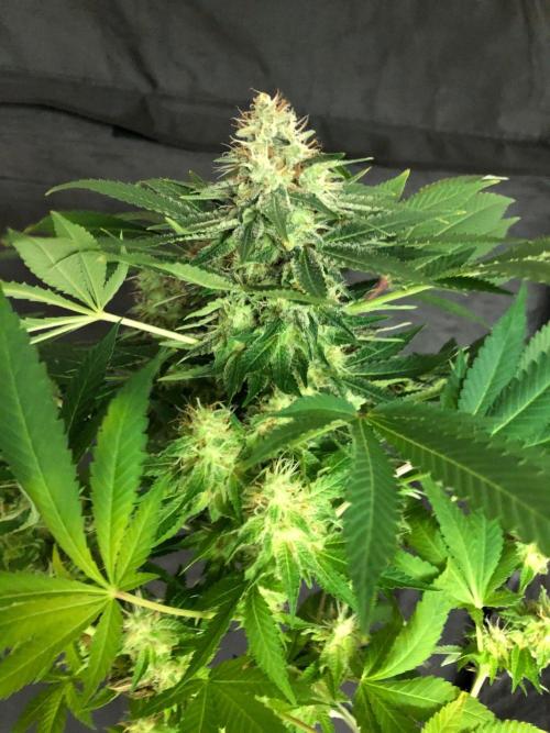 Karibbean Mango Indoor Spring 26. Week 17