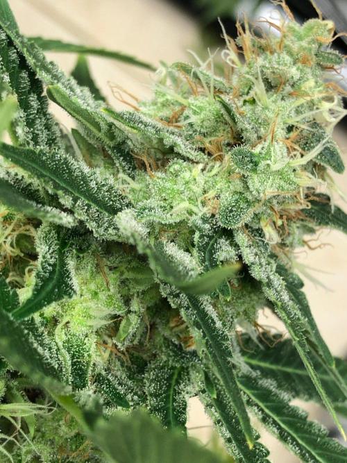 Karibbean Mango Indoor Spring 26. Week 17
