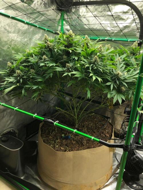 Karibbean Mango Indoor Spring 26. Week 17