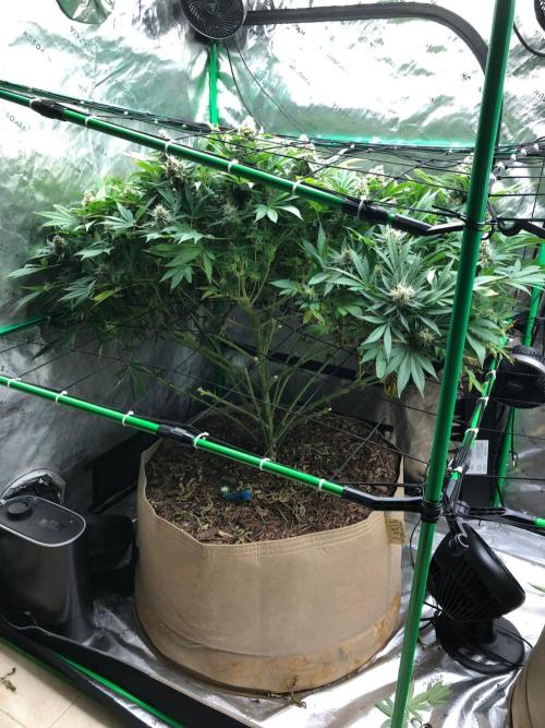Karibbean Mango Indoor Spring 26. Week 17