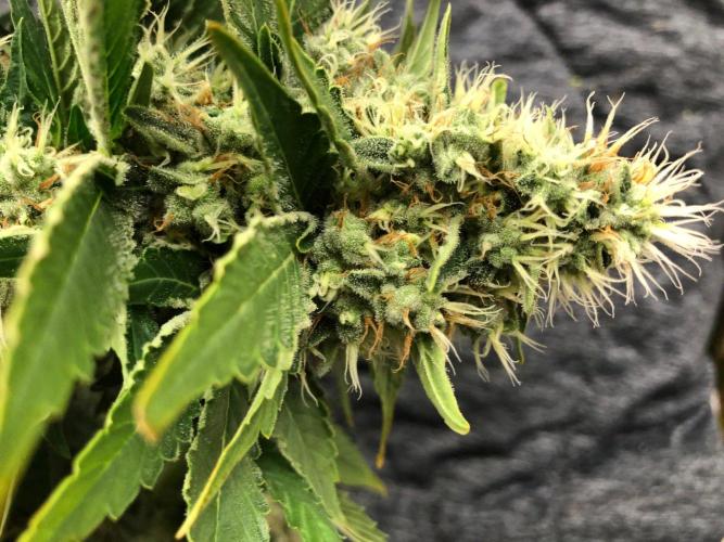 Karibbean Mango Indoor Spring 26. Week 17