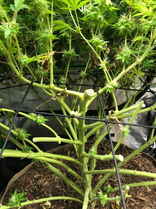 Karibbean Mango Indoor Spring 26. Week 17