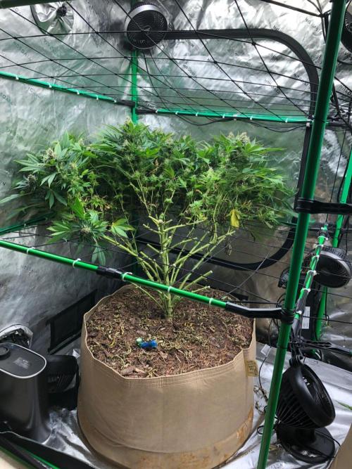 Karibbean Mango Indoor Spring 26. Week 17
