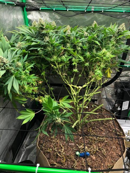 Karibbean Mango Indoor Spring 26. Week 17