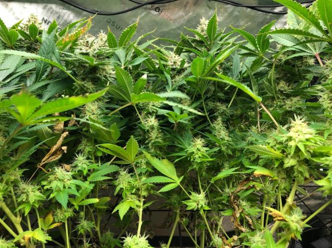 Karibbean Mango Indoor Spring 26. Week 17