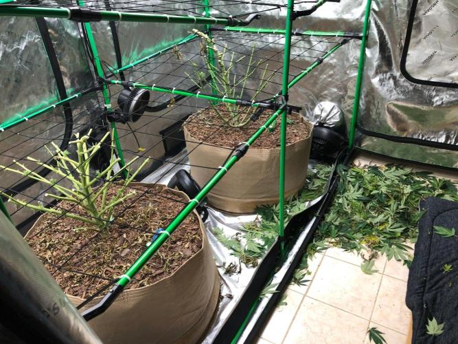 Karibbean Mango Indoor Spring 26. Week 17