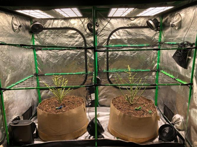 Karibbean Mango Indoor Spring 26. Week 17