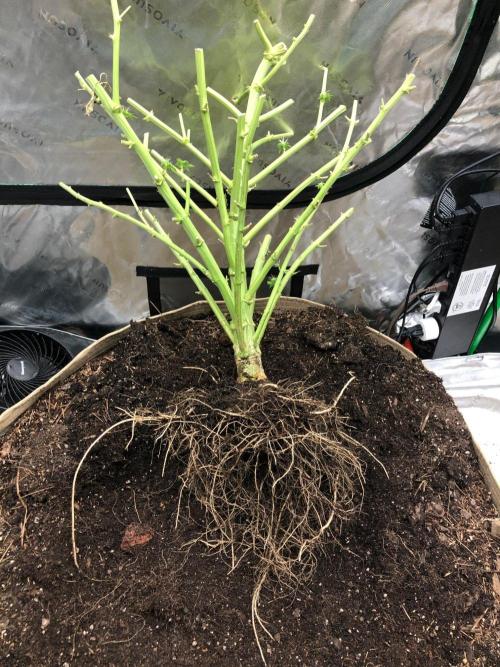 Karibbean Mango Indoor Spring 26. Week 17