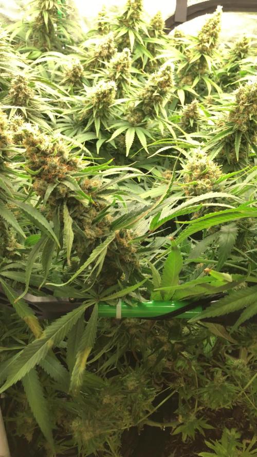 White Domina Kannabia Indoor Spring 26