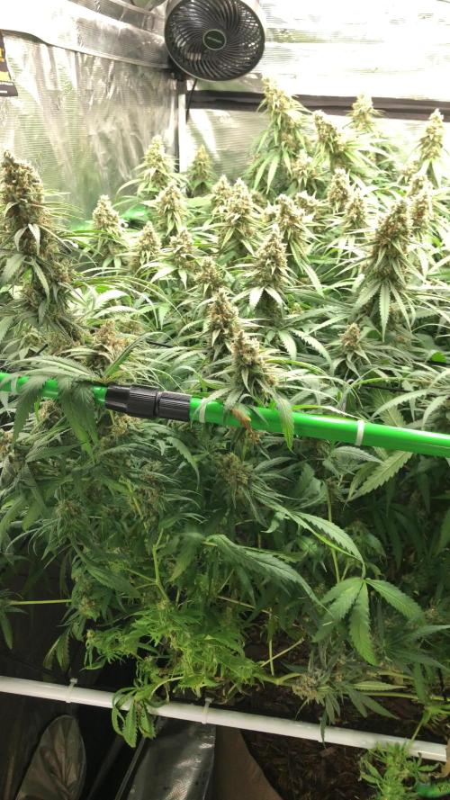 Critical Purple Kush Seedsman Indoor