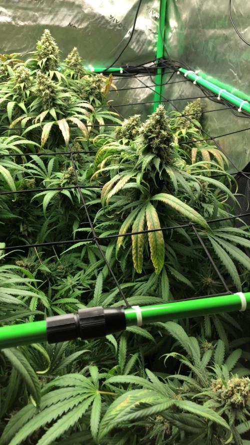 Colombian Jack Kannabia Indoor Spring 26