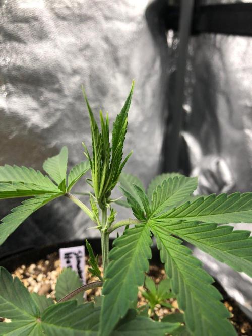 Strawberry Haze Auto Indoor Late Summer. Week 4