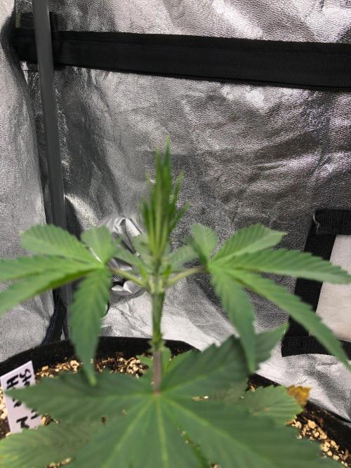 Strawberry Haze Auto Indoor Late Summer. Week 4