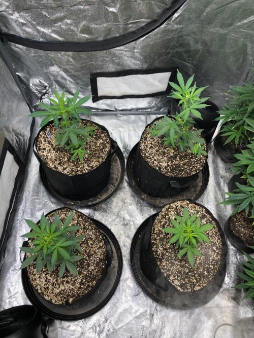 Strawberry Haze Auto Indoor Late Summer. Week 4