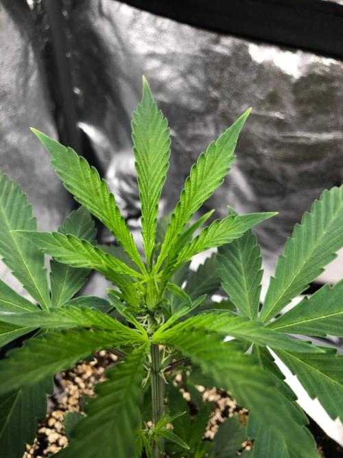 Strawberry Haze Auto Indoor Late Summer. Week 4