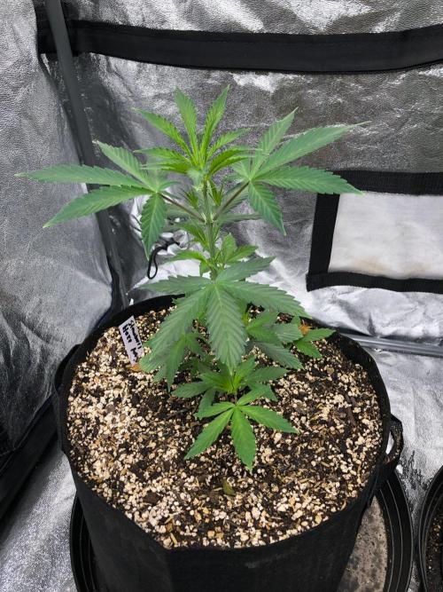 Strawberry Haze Auto Indoor Late Summer. Week 4