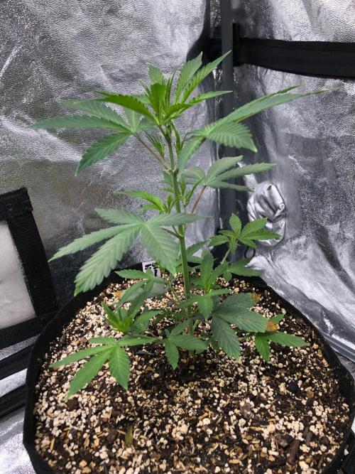Strawberry Haze Auto Indoor Late Summer. Week 4