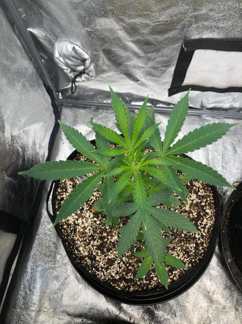 Strawberry Haze Auto Indoor Late Summer. Week 4