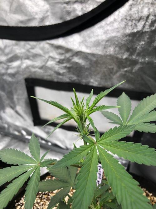 Purple Dream Auto Indoor Late Summer. Week 4