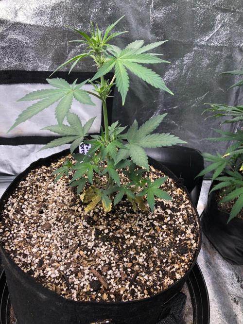 Purple Dream Auto Indoor Late Summer. Week 4