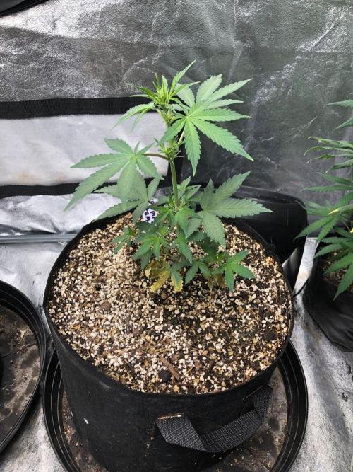 Purple Dream Auto Indoor Late Summer. Week 4