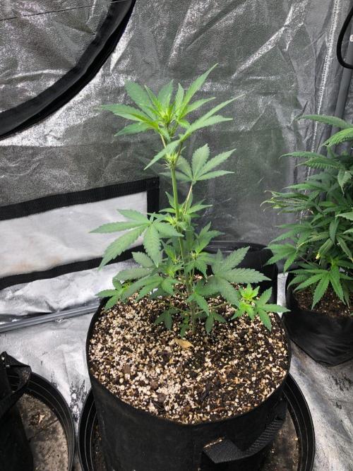Purple Dream Auto Indoor Late Summer. Week 4